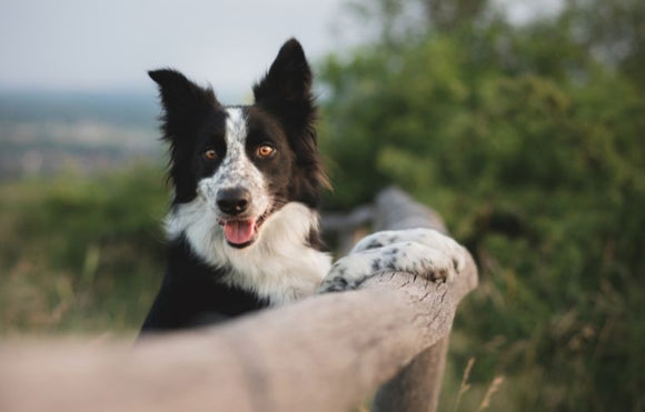 TruMune™ Power: The Digestive Health Benefits of Postbiotics in Pet Food