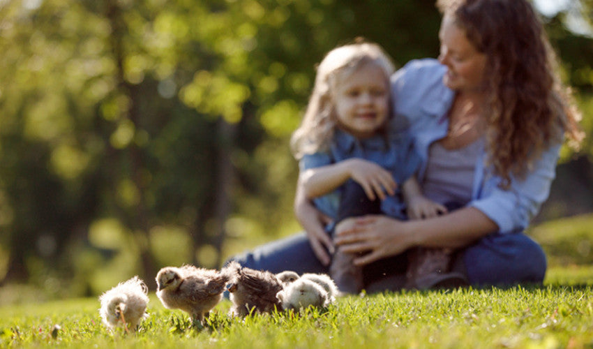 Raising Silkie, Ornamental, and Bantam Chicks: A Guide to Proper Nutrition