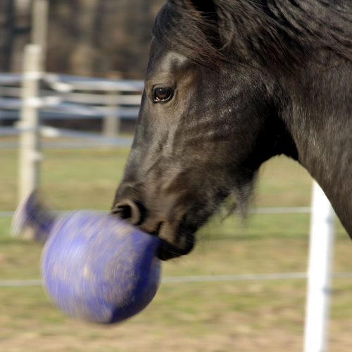 Horsemen's Pride Jolly Ball