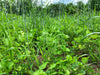 Domain Outdoor Overhaul Food Plot Mix