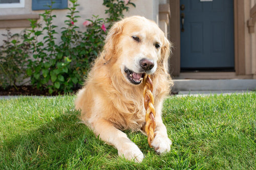 Barking Buddha Braided Bully Stick 12″ (3 Pack) For Large To XL Dogs / Power Chewers