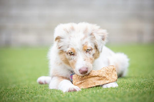 Barking Buddha Peanut Butter Beef Cheek™ Original Chips 1 lb. Value Bag (2 Pack) for Toy to Small Dogs / Light Chewers
